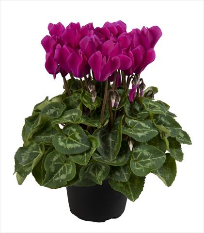 Photos von Blumenvarianten benutzt als: Ampel/Topf Cyclamen persicum Super Serie® Carino F1 Dark Violet