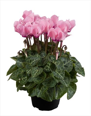 Photos von Blumenvarianten benutzt als: Ampel/Topf Cyclamen persicum Super Serie® Carino F1 Light Salmon Pink