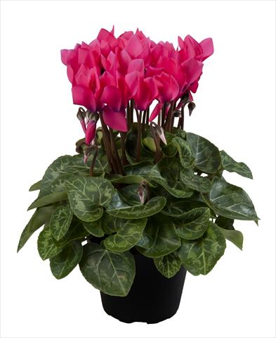 Photos von Blumenvarianten benutzt als: Ampel/Topf Cyclamen persicum Super Serie® Carino F1 Neon Pink