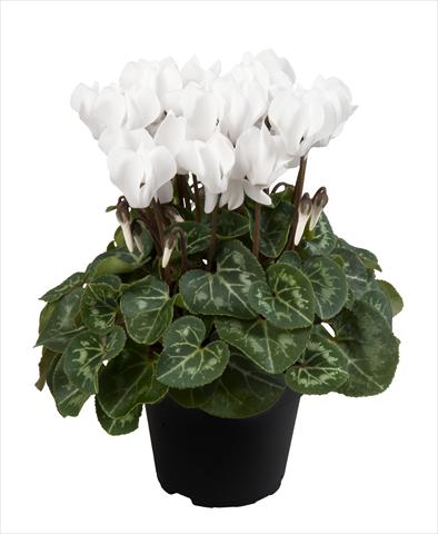 Photos von Blumenvarianten benutzt als: Ampel/Topf Cyclamen persicum Super Serie® Carino F1 Pure White