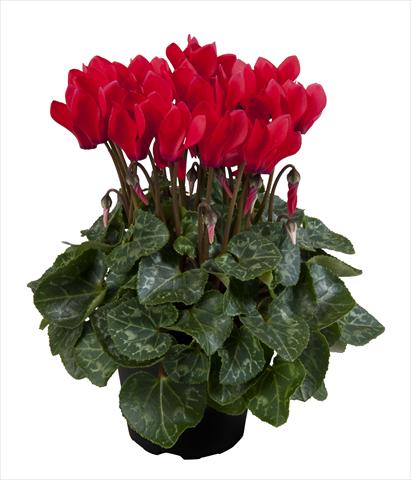Photos von Blumenvarianten benutzt als: Ampel/Topf Cyclamen persicum Super Serie® Carino F1 Red