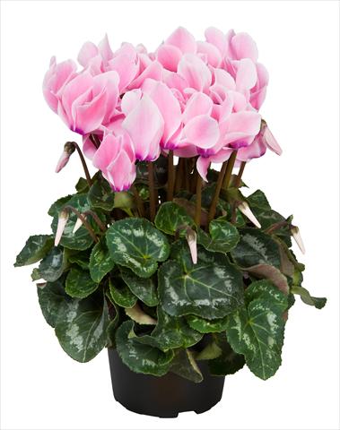 Photos von Blumenvarianten benutzt als: Ampel/Topf Cyclamen persicum Super Serie® Allure® F1 Neon Flamed