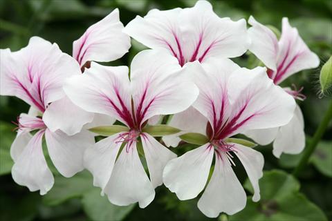 Photos von Blumenvarianten benutzt als: Ampel/Topf Pelargonium peltatum Summertime White Star