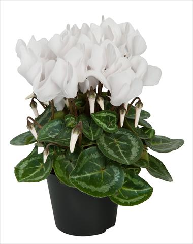 Photos von Blumenvarianten benutzt als: Ampel/Topf Cyclamen persicum Super Serie® Compact® F1 Pure White