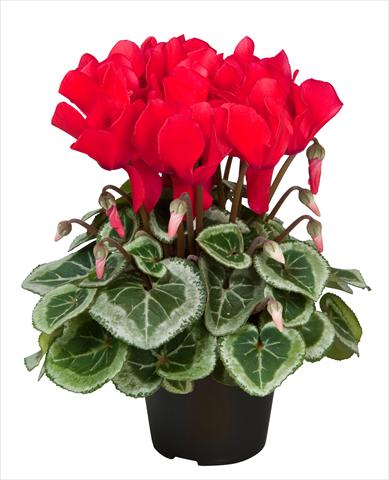 Photos von Blumenvarianten benutzt als: Ampel/Topf Cyclamen persicum Super Serie® Da Vinci® F1 Red