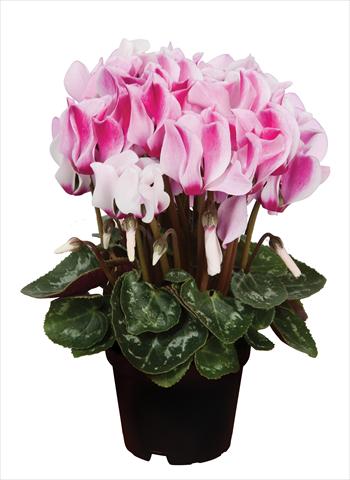 Photos von Blumenvarianten benutzt als: Ampel/Topf Cyclamen persicum Super Serie® Micro® F1 Spotted