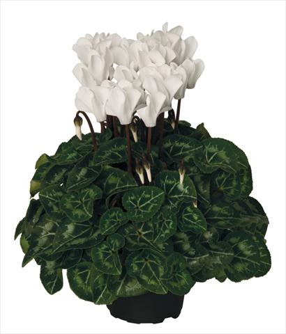 Photos von Blumenvarianten benutzt als: Ampel/Topf Cyclamen persicum Super Serie® Mini Winter™ F1 Cream White