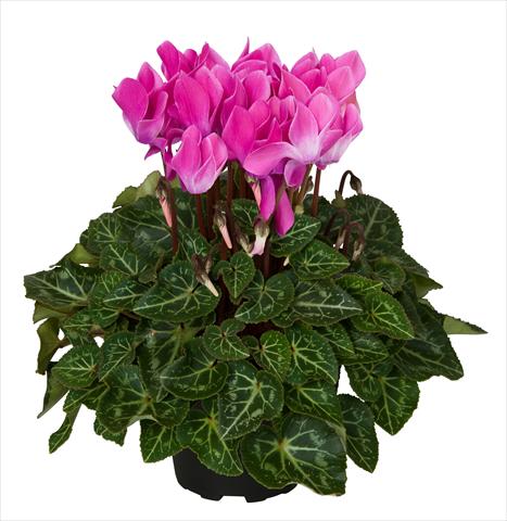Photos von Blumenvarianten benutzt als: Ampel/Topf Cyclamen persicum Super Serie® Mini Winter™ F1 Violet Flamed