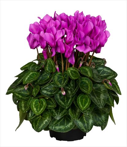 Photos von Blumenvarianten benutzt als: Ampel/Topf Cyclamen persicum Super Serie® Original® F1 Light Violet