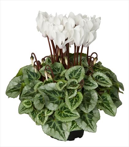 Photos von Blumenvarianten benutzt als: Ampel/Topf Cyclamen persicum Super Serie® Picasso® F1 Cream White