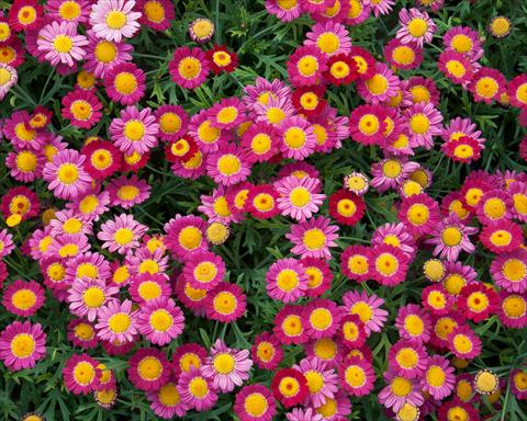 Photos von Blumenvarianten benutzt als: Topf, Beet, Terrasse Argyranthemum LaRita® Purple Red
