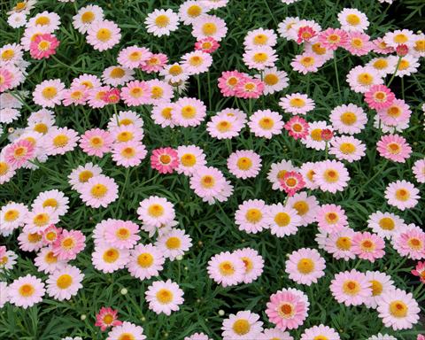 Photos von Blumenvarianten benutzt als: Topf, Beet, Terrasse Argyranthemum LaRita® Salmon Pink