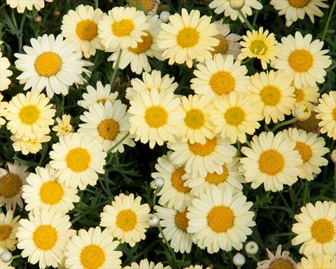 Photos von Blumenvarianten benutzt als: Topf, Beet, Terrasse Argyranthemum LaRita® Yellow