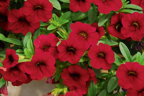 Photos von Blumenvarianten benutzt als: Topf, Beet, Terrasse, Ampel Calibrachoa MiniFamous® Compact Dark Red