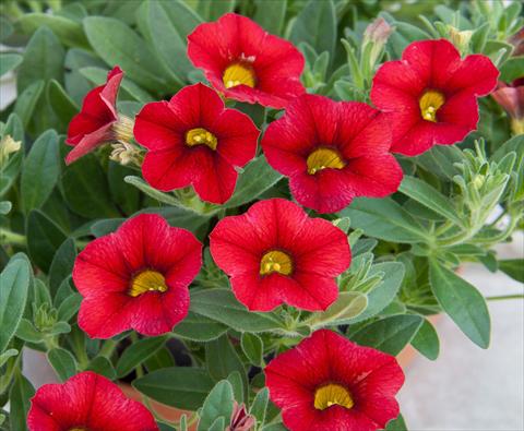 Photos von Blumenvarianten benutzt als: Topf, Beet, Terrasse, Ampel Calibrachoa MiniFamous® Compact Red
