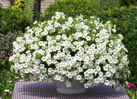 Photos von Blumenvarianten benutzt als: Topf, Beet, Terrasse, Ampel Calibrachoa MiniFamous® Compact White