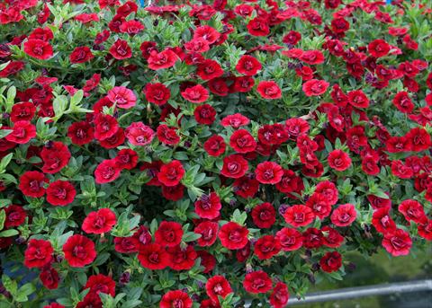 Photos von Blumenvarianten benutzt als: Topf, Beet, Terrasse, Ampel Calibrachoa MiniFamous® Double Dark Red