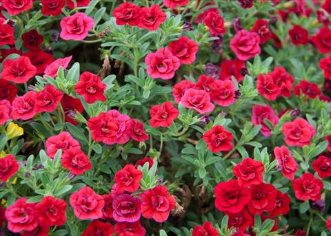 Photos von Blumenvarianten benutzt als: Topf, Beet, Terrasse, Ampel Calibrachoa MiniFamous® Double Red