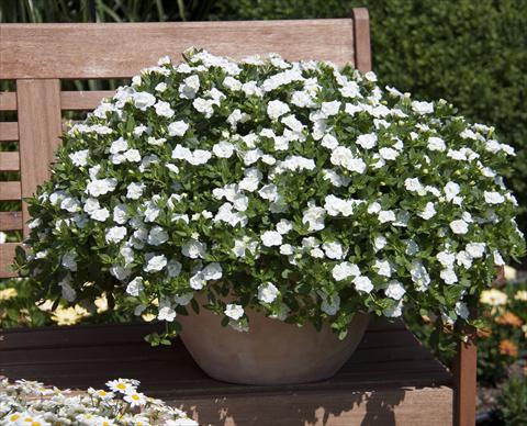 Photos von Blumenvarianten benutzt als: Topf, Beet, Terrasse, Ampel Calibrachoa MiniFamous® Double White