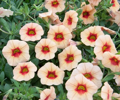 Photos von Blumenvarianten benutzt als: Topf, Beet, Terrasse, Ampel Calibrachoa MiniFamous® Neo Apricot+Red Eye