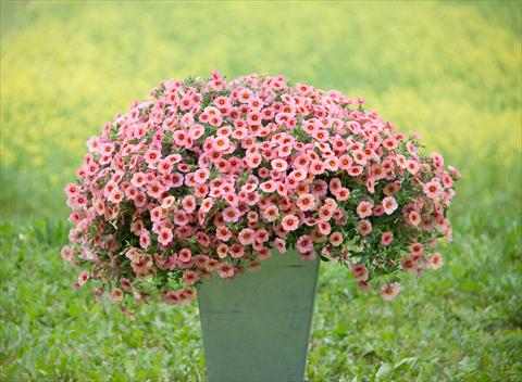 Photos von Blumenvarianten benutzt als: Topf, Beet, Terrasse, Ampel Calibrachoa MiniFamous® Neo Coral+Red Eye