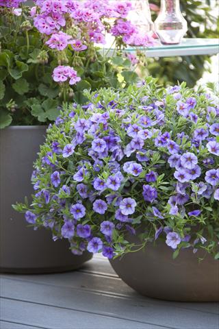 Photos von Blumenvarianten benutzt als: Topf, Beet, Terrasse, Ampel Calibrachoa MiniFamous® Neo Light Blue