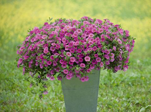 Photos von Blumenvarianten benutzt als: Topf, Beet, Terrasse, Ampel Calibrachoa MiniFamous® Neo Pink
