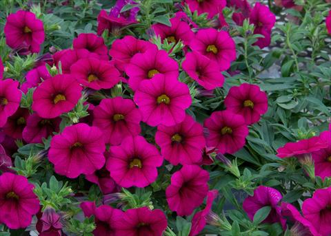 Photos von Blumenvarianten benutzt als: Topf, Beet, Terrasse, Ampel Calibrachoa MiniFamous® Neo Purple