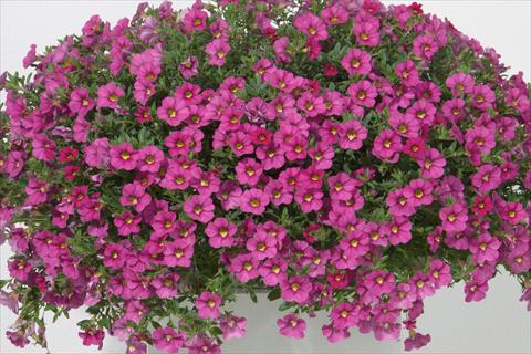 Photos von Blumenvarianten benutzt als: Topf, Beet, Terrasse, Ampel Calibrachoa MiniFamous® Neo Rose