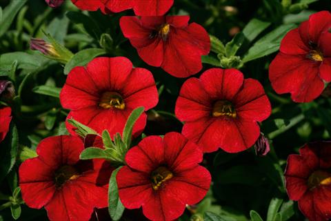 Photos von Blumenvarianten benutzt als: Topf, Beet, Terrasse, Ampel Calibrachoa MiniFamous® Neo Sangria