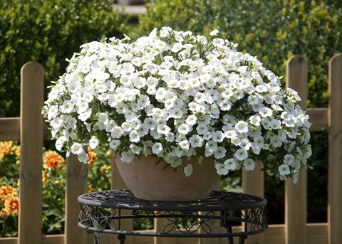 Photos von Blumenvarianten benutzt als: Topf, Beet, Terrasse, Ampel Calibrachoa MiniFamous® Neo White