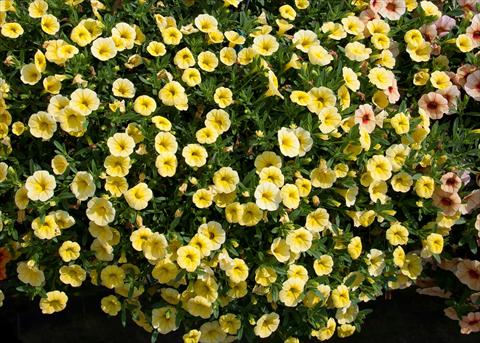 Photos von Blumenvarianten benutzt als: Topf, Beet, Terrasse, Ampel Calibrachoa MiniFamous® Neo Yellow