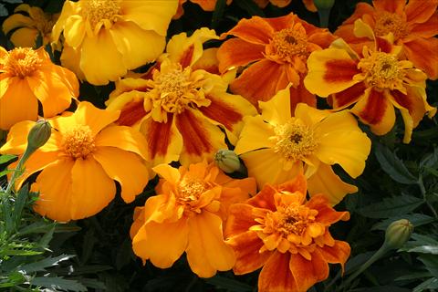 Photos von Blumenvarianten benutzt als: Beet- / Rabattenpflanze Tagetes patula Zenith Mix
