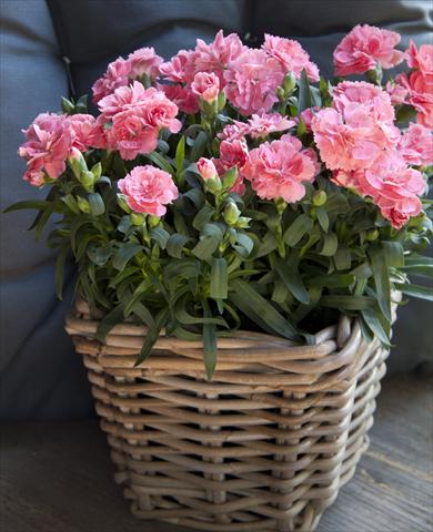 Photos von Blumenvarianten benutzt als: Topf Dianthus caryophyllus Oscar® Pink