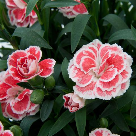 Photos von Blumenvarianten benutzt als: Topf Dianthus caryophyllus Oscar White+Red