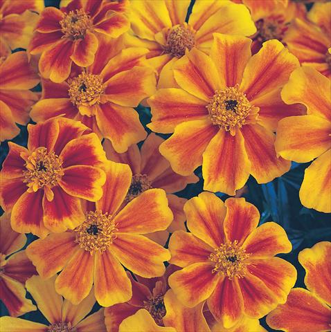 Photos von Blumenvarianten benutzt als: Beet- / Rabattenpflanze Tagetes patula Sunburst Orange Splash