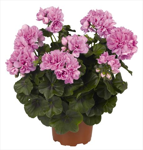 Photos von Blumenvarianten benutzt als: Topf, Terrasse, Ampel. Pelargonium peltatum RED FOX Great Balls of Fire Light Lavender