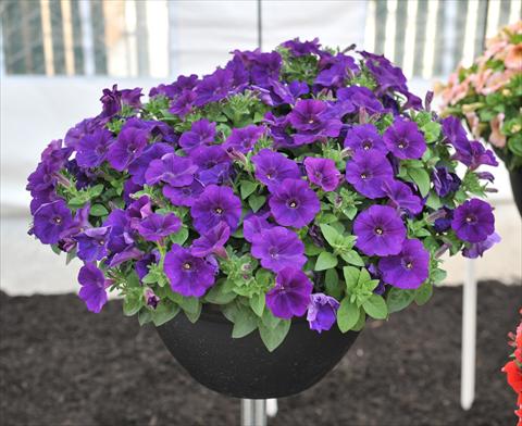 Photos von Blumenvarianten benutzt als: Topf, Beet, Terrasse, Ampel Petunia RED FOX Potunia® Cobalt Blue