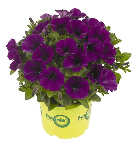 Photos von Blumenvarianten benutzt als: Topf, Beet, Terrasse, Ampel Petunia RED FOX Potunia® Piccola Lilac Blue