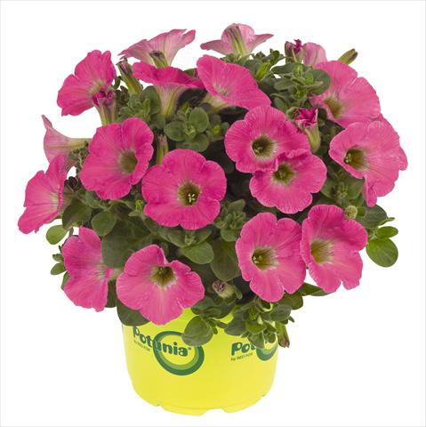 Photos von Blumenvarianten benutzt als: Topf, Beet, Terrasse, Ampel Petunia RED FOX Potunia® Plus Hot Pink