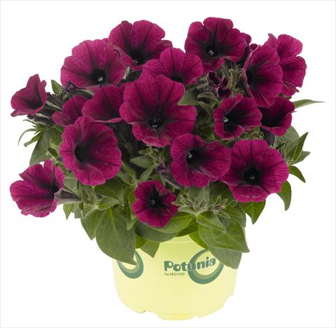 Photos von Blumenvarianten benutzt als: Topf, Beet, Terrasse, Ampel Petunia RED FOX Potunia® Plus Purple