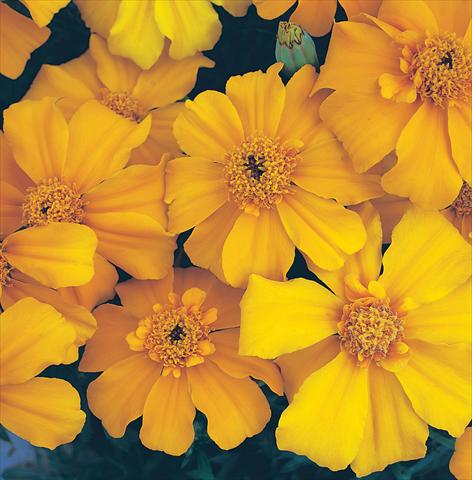 Photos von Blumenvarianten benutzt als: Beet- / Rabattenpflanze Tagetes patula Sunburst Orange