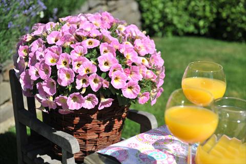Photos von Blumenvarianten benutzt als: Topf, Beet, Terrasse, Ampel Petunia RED FOX Potunia® Plus Soft Pink Morning