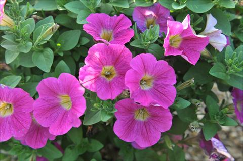 Photos von Blumenvarianten benutzt als: Topf, Beet, Terrasse, Ampel Petunia hybrida RED FOX Sweetunia® Hot Pink Lemonade