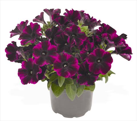 Photos von Blumenvarianten benutzt als: Topf, Beet, Terrasse, Ampel Petunia hybrida RED FOX Sweetunia® Johnny Flame