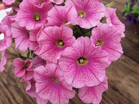 Photos von Blumenvarianten benutzt als: Topf, Beet, Terrasse, Ampel Petunia hybrida RED FOX Sweetunia® Pink Ice