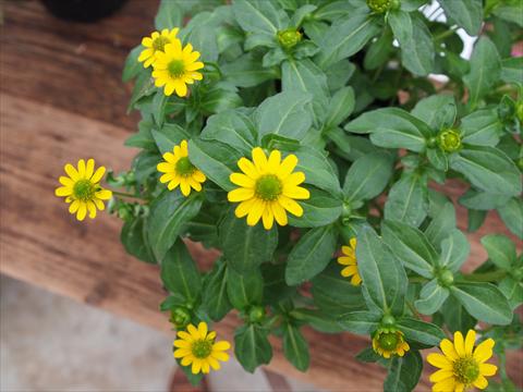 Photos von Blumenvarianten benutzt als: Beet- / Rabattenpflanze Sanvitalia RED FOX Sunvy Yellow Steel