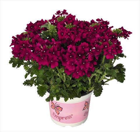 Photos von Blumenvarianten benutzt als: Topf, Terrasse, Ampel. Verbena RED FOX Empress Flair Cherry