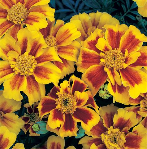 Photos von Blumenvarianten benutzt als: Beet- / Rabattenpflanze Tagetes patula Sunburst Yellow Splash