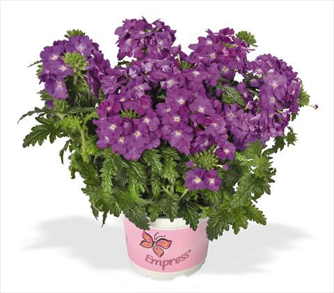 Photos von Blumenvarianten benutzt als: Topf, Terrasse, Ampel. Verbena RED FOX Empress Flair Purple Sky